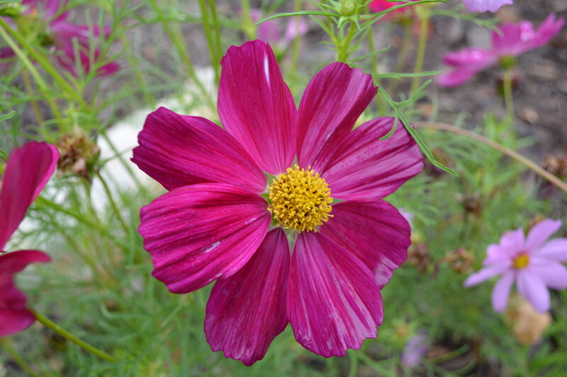 Magenta Cosmos Flower