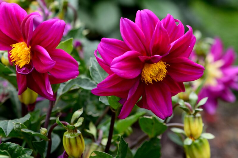 Magenta Dahlia Flowers