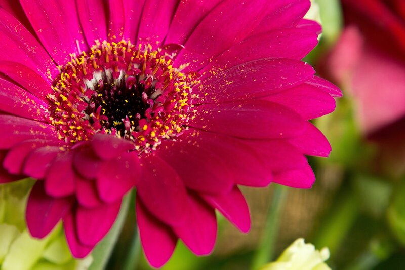 Magenta Daisy Flower