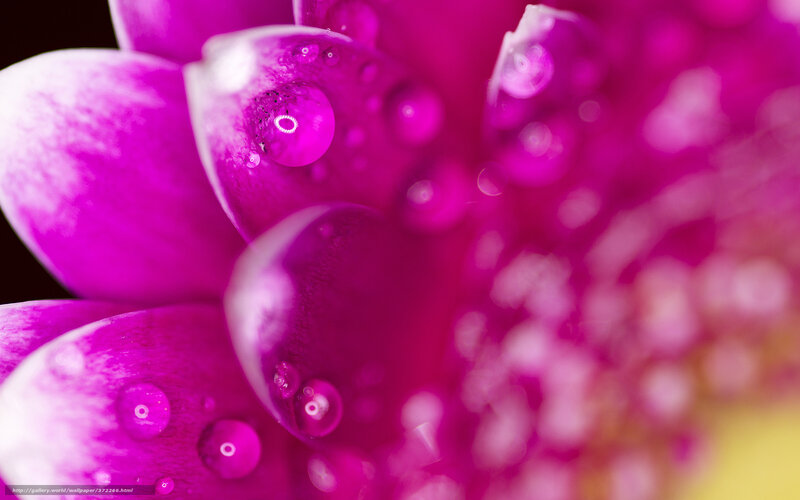 Magenta Flower Petals