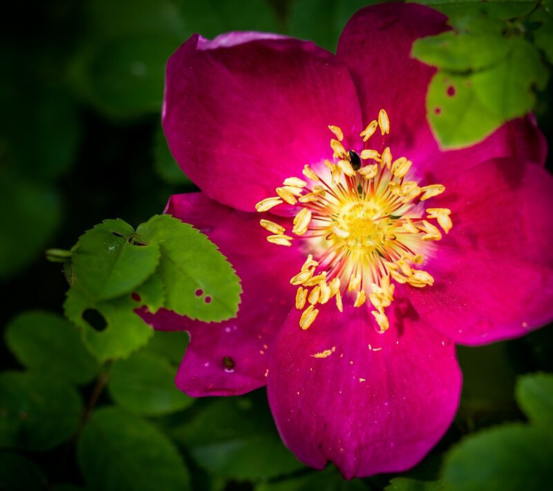 Magenta Flower with Bee