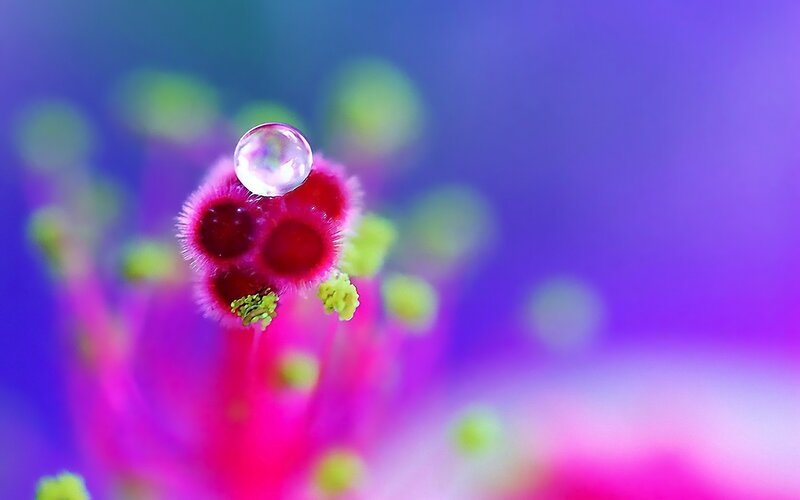 Magenta Flower with Water Droplet