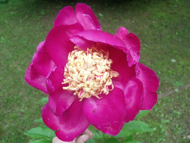 Magenta Peony Flower