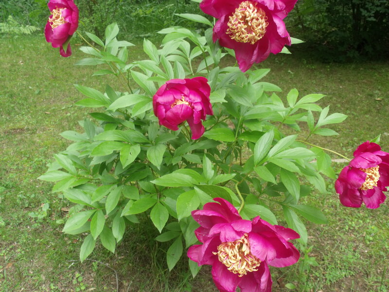 Magenta Peony Flowers — Natural