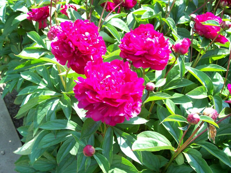 Magenta Peony Flowers