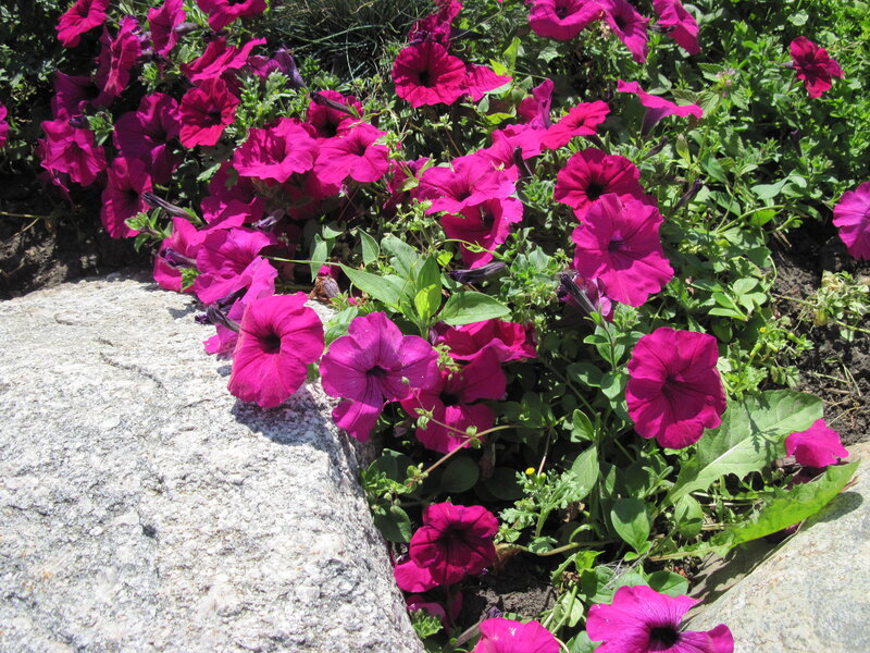 Magenta Petunias in Garden