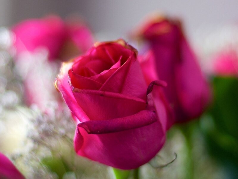 Magenta Rose Bud
