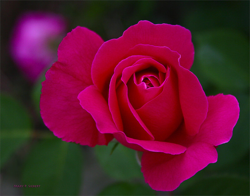 Magenta Rose Flower — Serene
