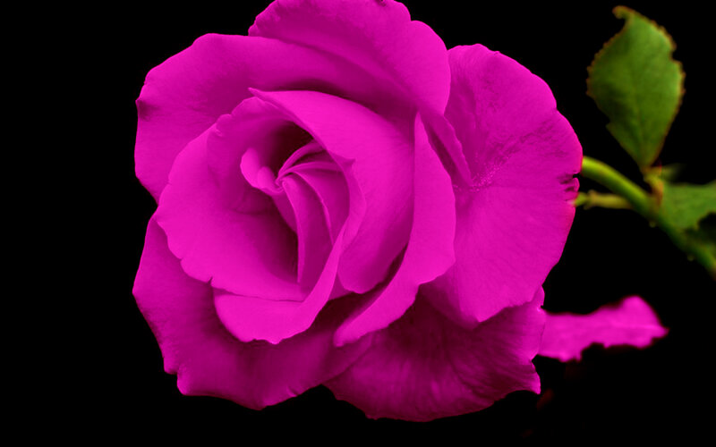 Magenta Rose Flower