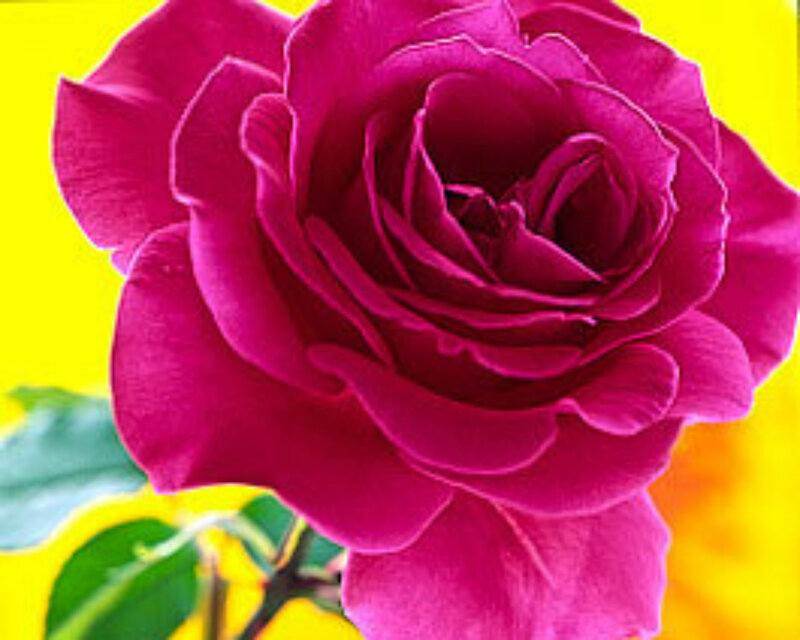 Magenta Rose Flower — Vibrant