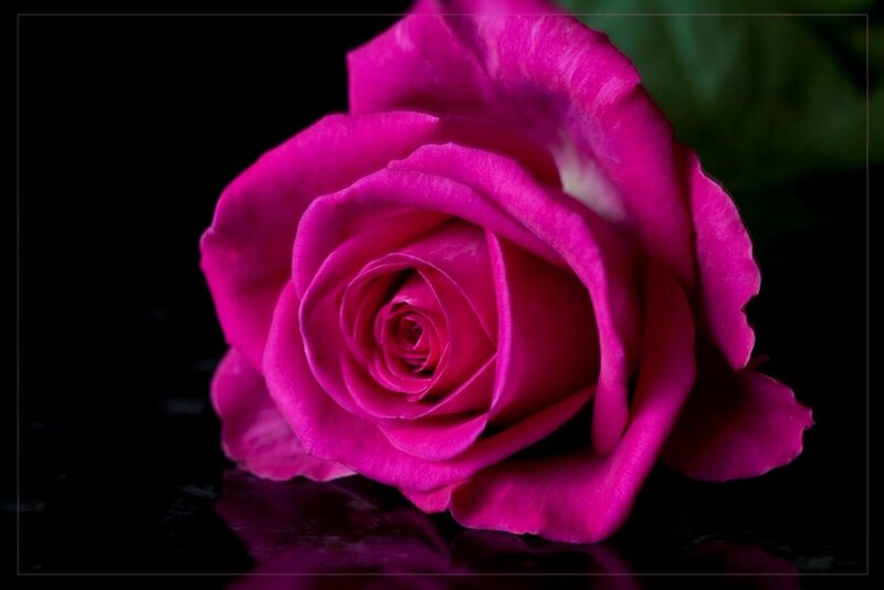 Magenta Rose