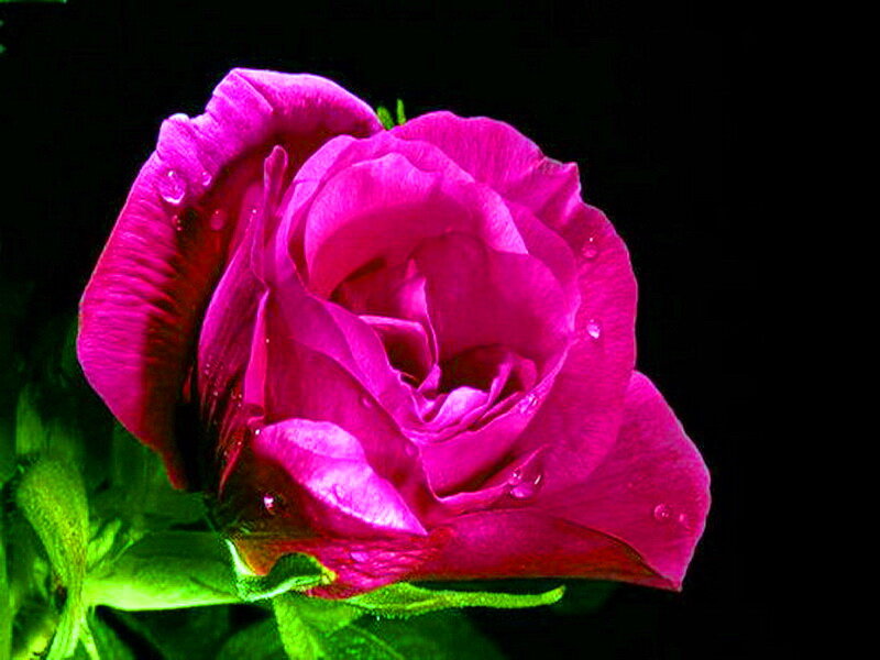 Magenta Rose with Dew — Dramatic