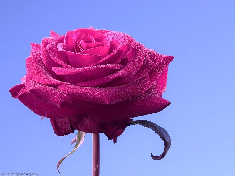 Magenta Rose with Dew