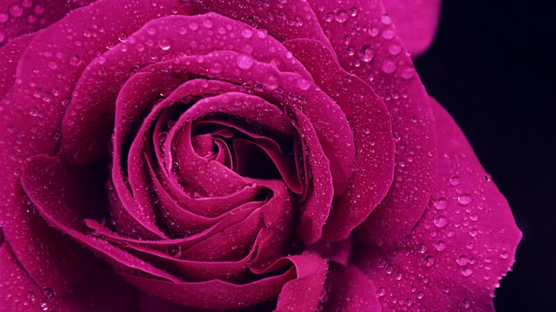 Magenta Rose with Water Droplets — Dramatic, Photograph