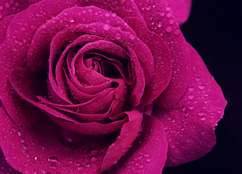 Magenta Rose with Water Droplets — Dramatic