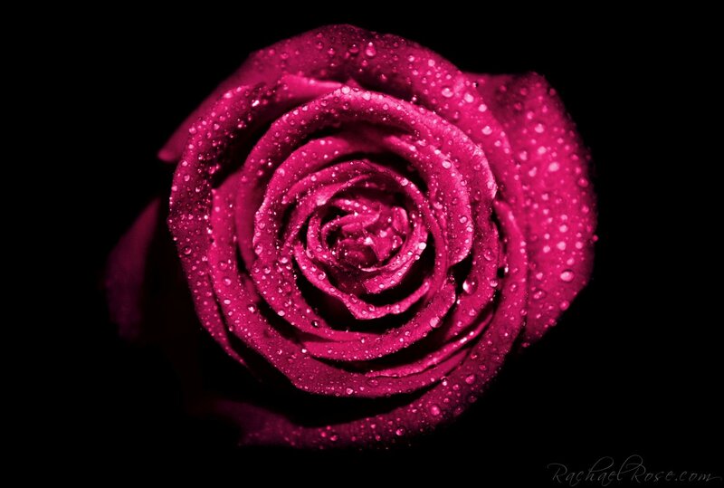 Magenta Rose with Water Droplets