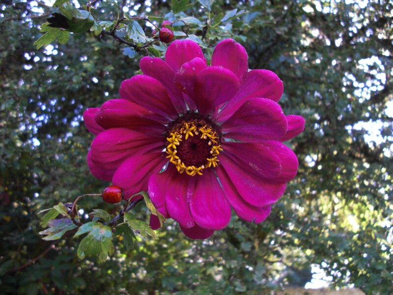 Magenta Zinnia Flower