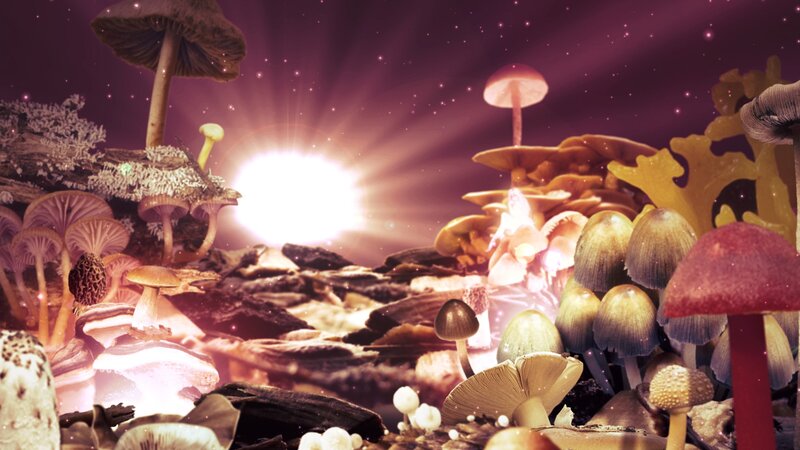 magical mushroom forest