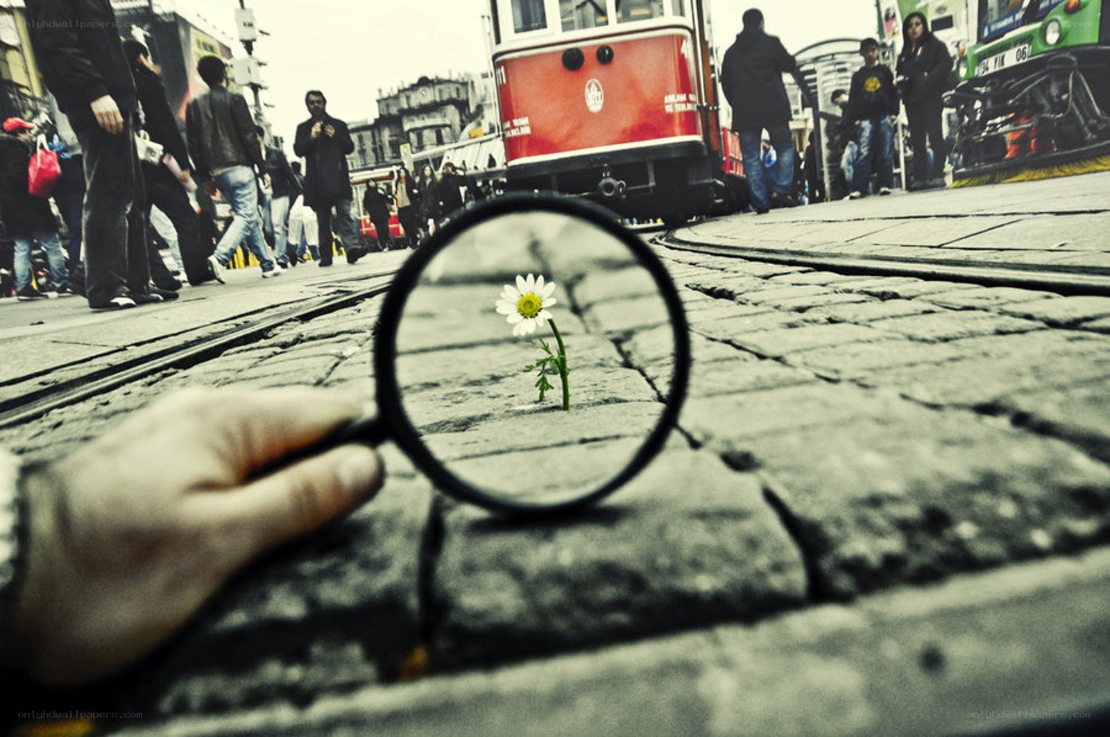 magnifying glass on a daisy
