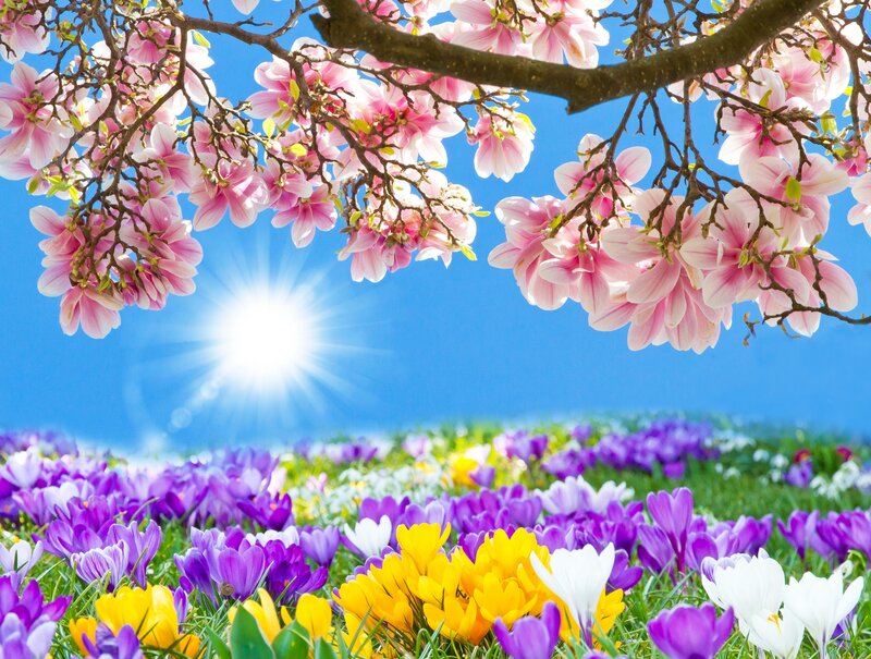 Magnolia and Crocus Flowers