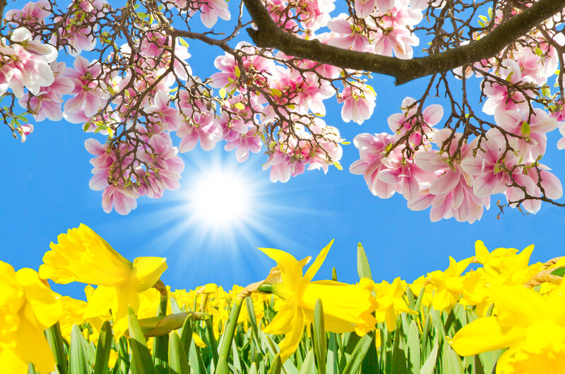 Magnolia and Daffodil Flowers