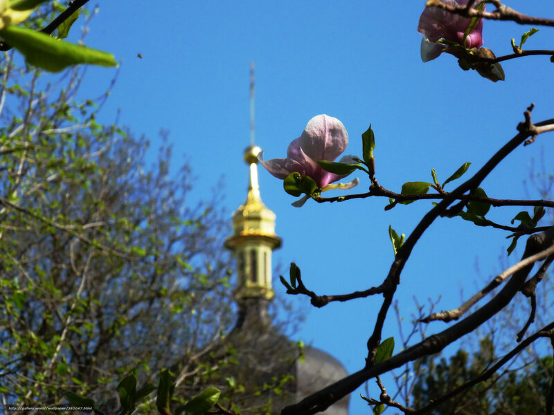 Magnolia bloom with church dome