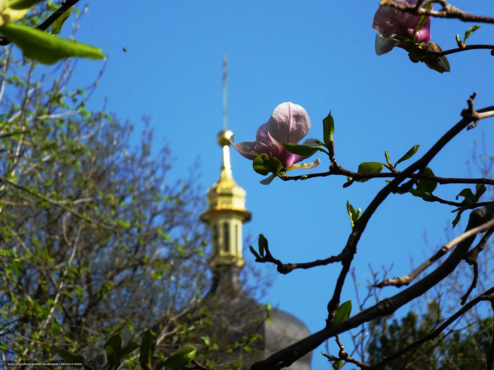 Magnolia bloom with church dome