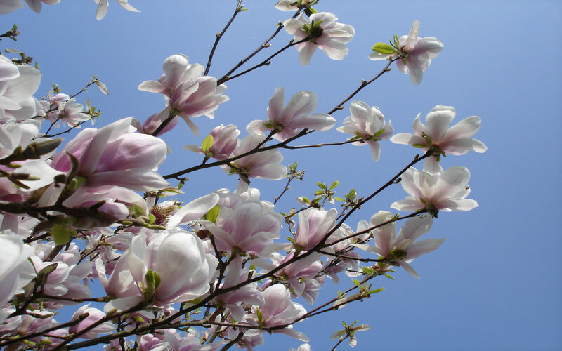 Magnolia blossoms against blue sky