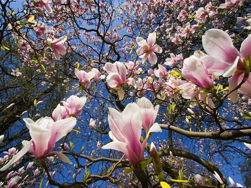 magnolia blossoms against blue sky