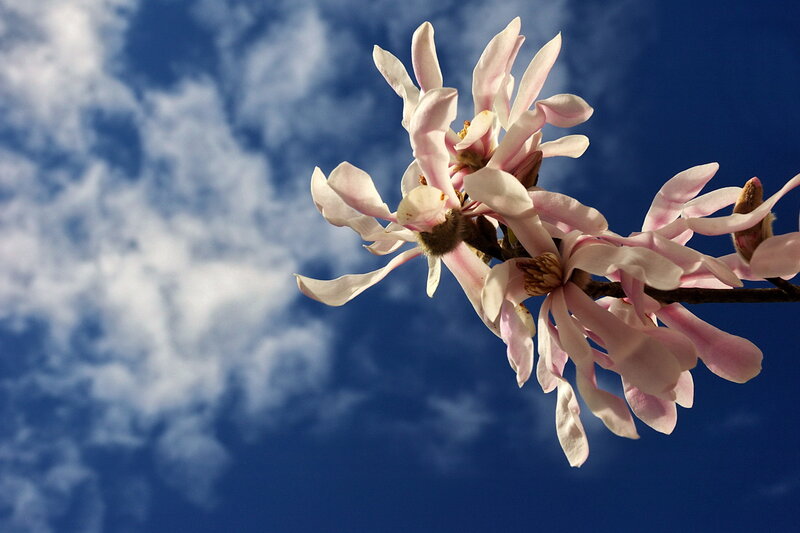 magnolia blossoms against blue sky