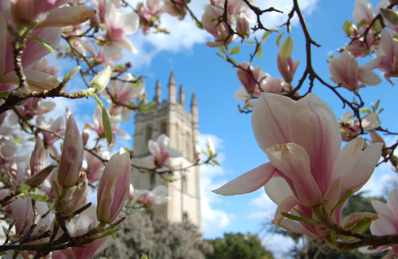 Magnolia Blossoms and Tower