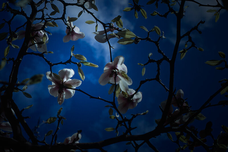 Magnolia Blossoms at Night