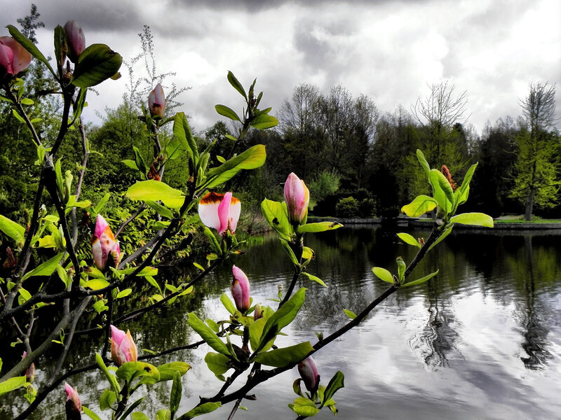 Magnolia Blossoms by Pond