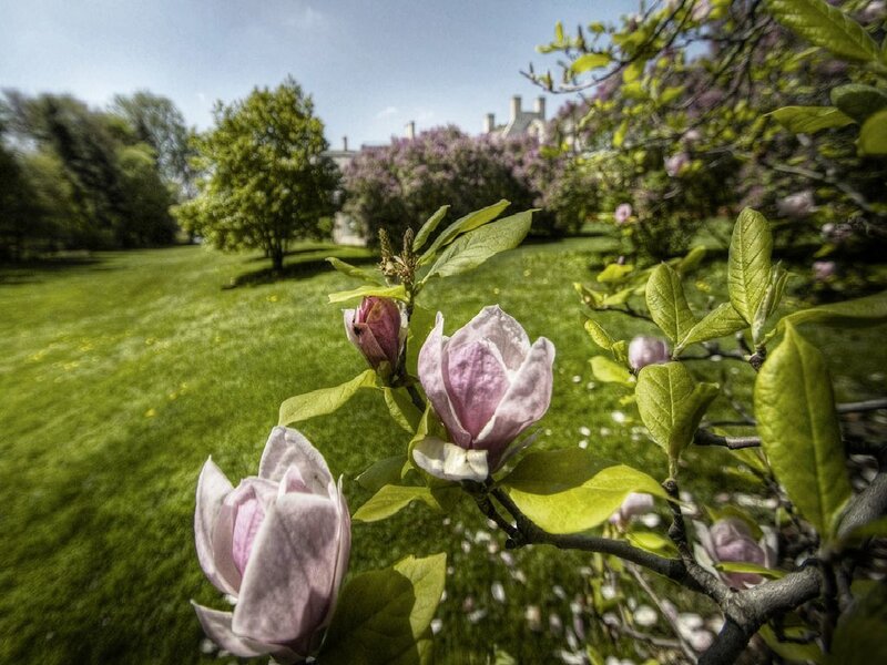 magnolia blossoms in a garden
