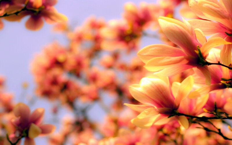 Magnolia Blossoms in Bloom — Pink