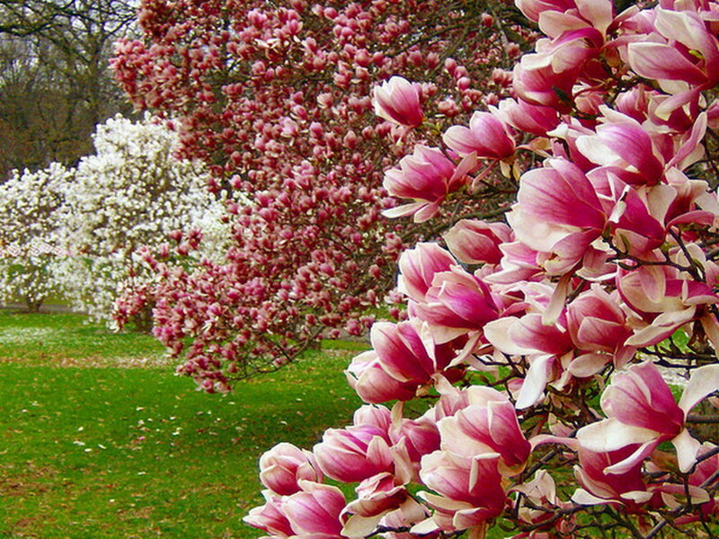 Magnolia Blossoms in Bloom