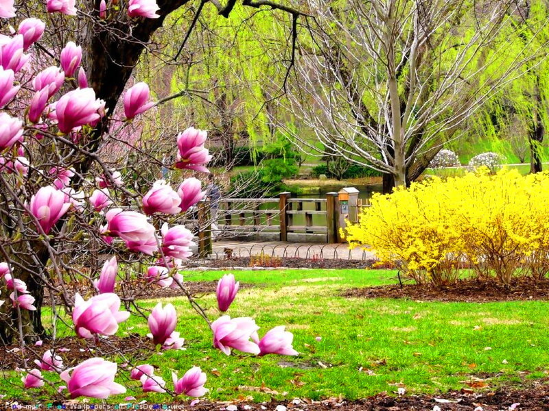 Magnolia Blossoms in Garden — Pink, Serene