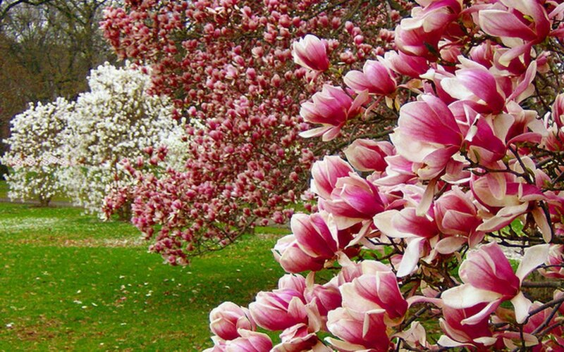 Magnolia Blossoms in Garden — Pink
