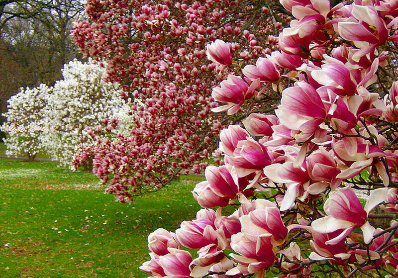 Magnolia Blossoms in Garden