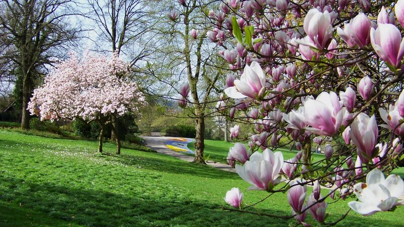 Magnolia Blossoms in Park
