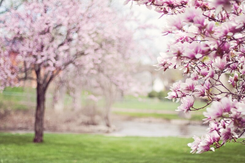 Magnolia Blossoms in Spring — Pink, Serene