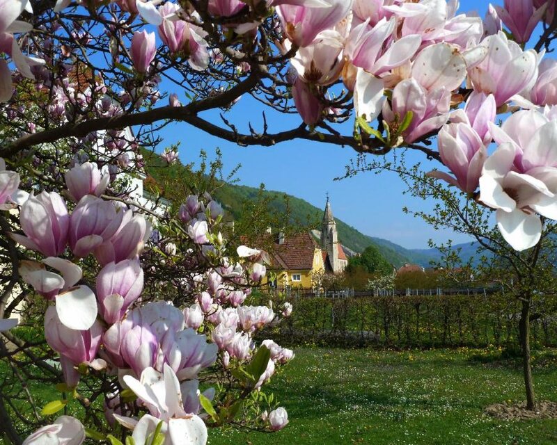 Magnolia Blossoms in Spring — Pink
