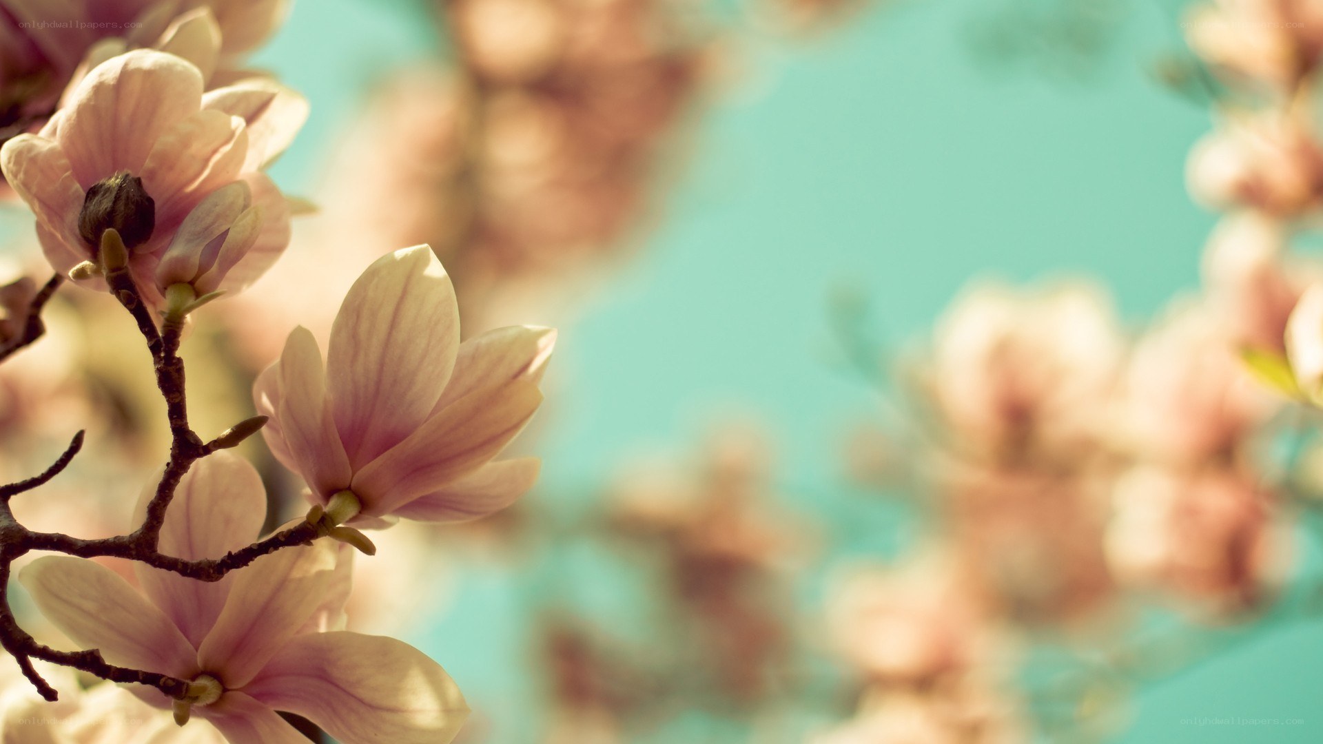 magnolia blossoms in spring