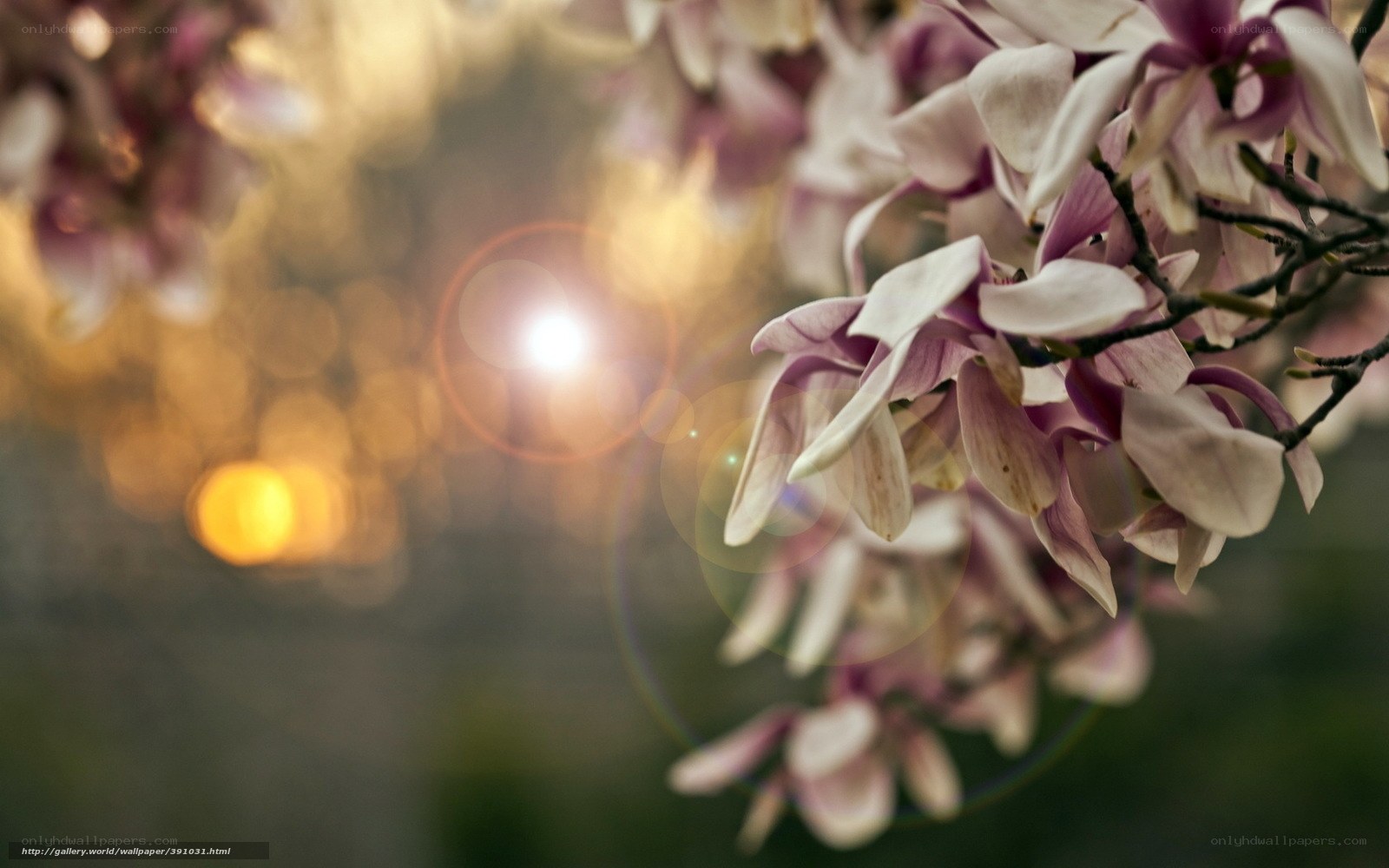 Magnolia blossoms in sunlight