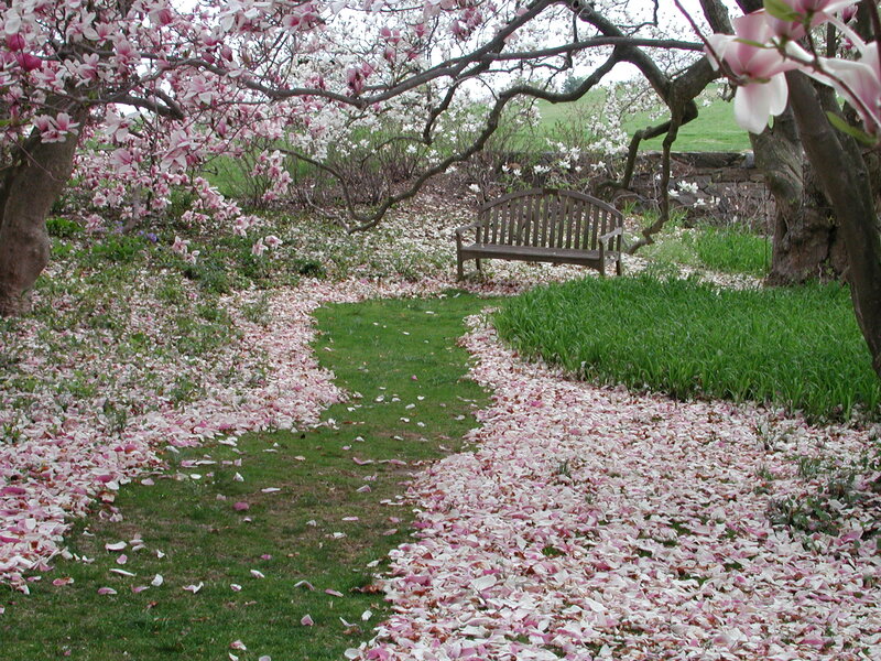 Magnolia Blossoms on Bench