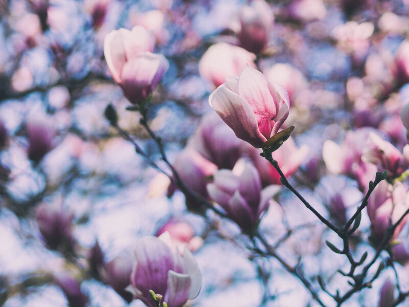 Magnolia Blossoms on Branch — Pink, Serene, Spring, Photograph, Blossom