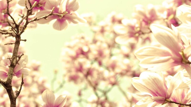 Magnolia Blossoms on Branch — Pink, Serene, Spring, Photograph, Flowers