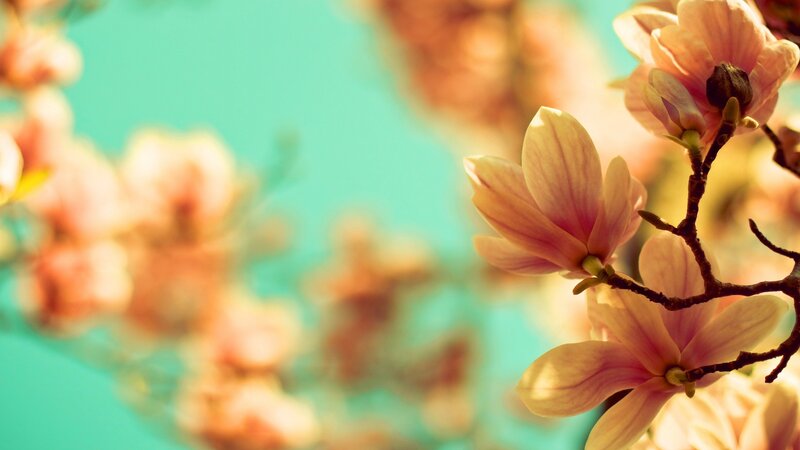 Magnolia Blossoms on Branch — Pink, Serene, Spring, Photograph, Sky, Blossom