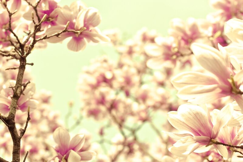Magnolia Blossoms on Branch — Pink, Serene, Spring, Photograph, Sky, White, Green