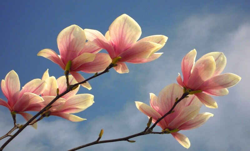Magnolia Blossoms on Branch — Pink, Serene, Spring